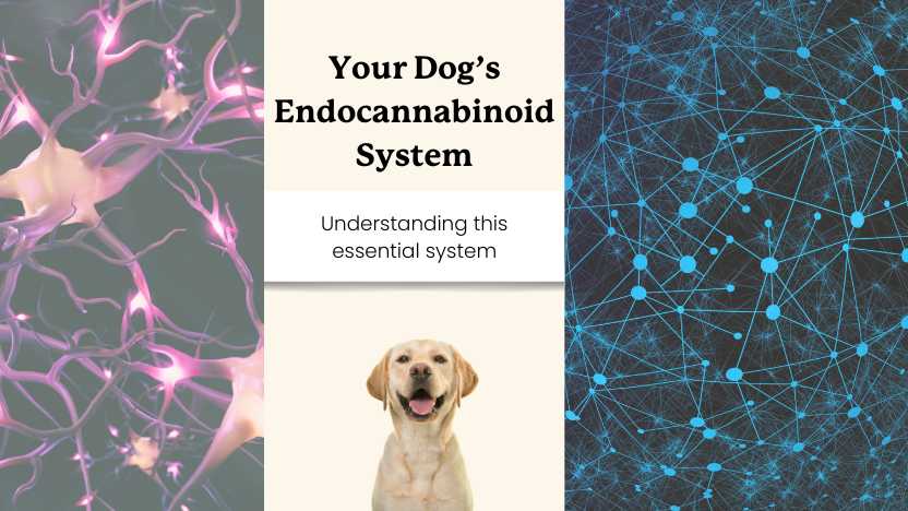 Two pictures of cell systems endocannabinoid system, a dog, and text that says "your dog's endocannabinoid system"