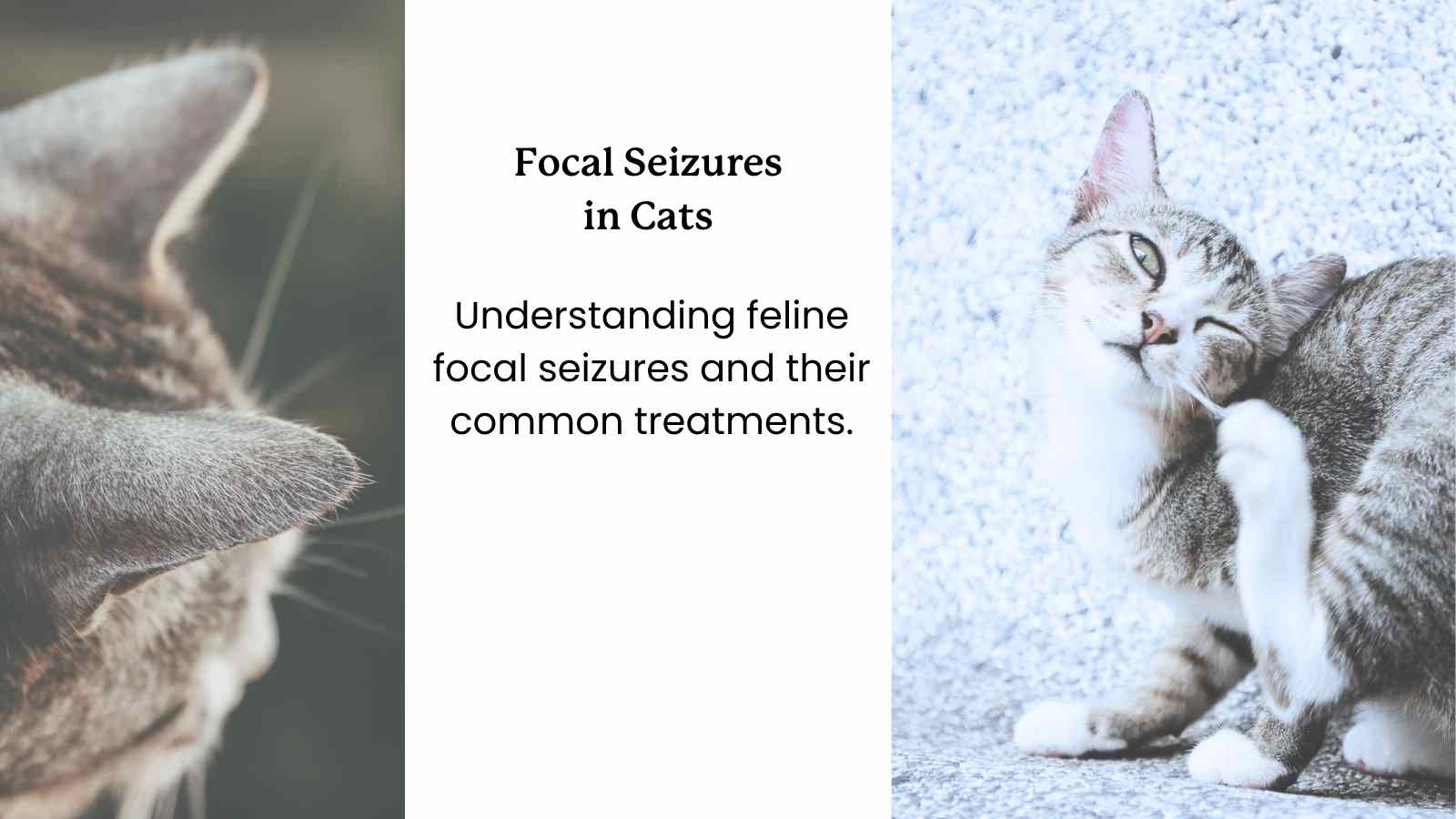 Guide to Focal Seizures in Cats - Featured Image - two cats on either side of the image, with article title text in the middle.