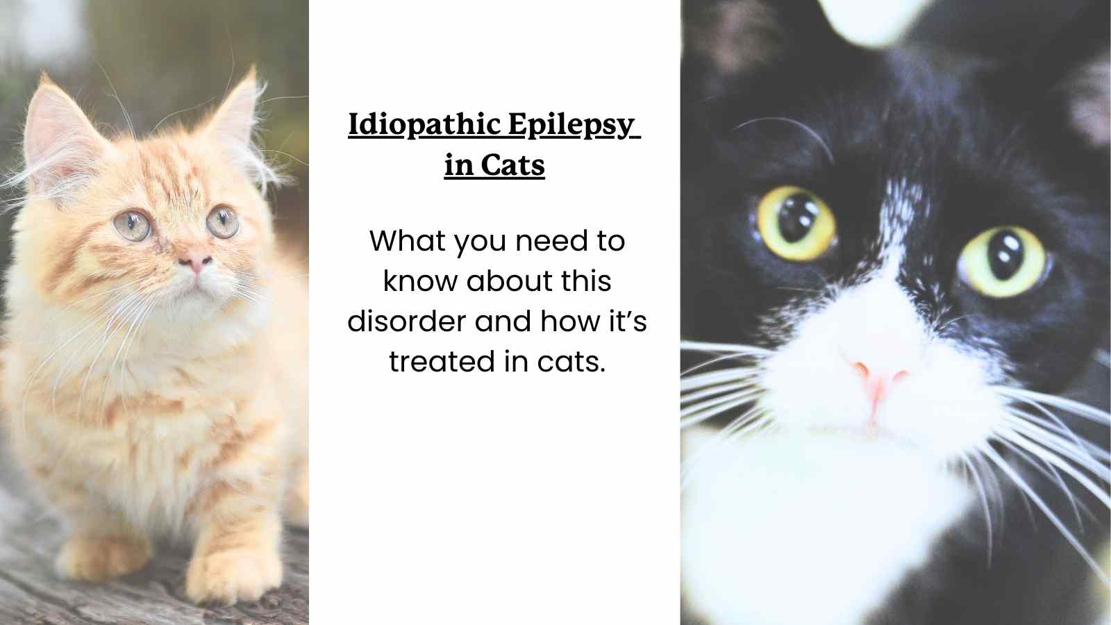 two cats and text that reads "idiopathic epilepsy in cats"