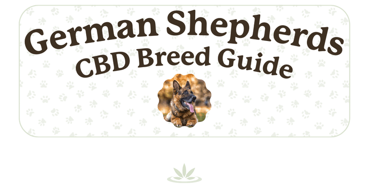 German Shepherd CBD Breed Guide