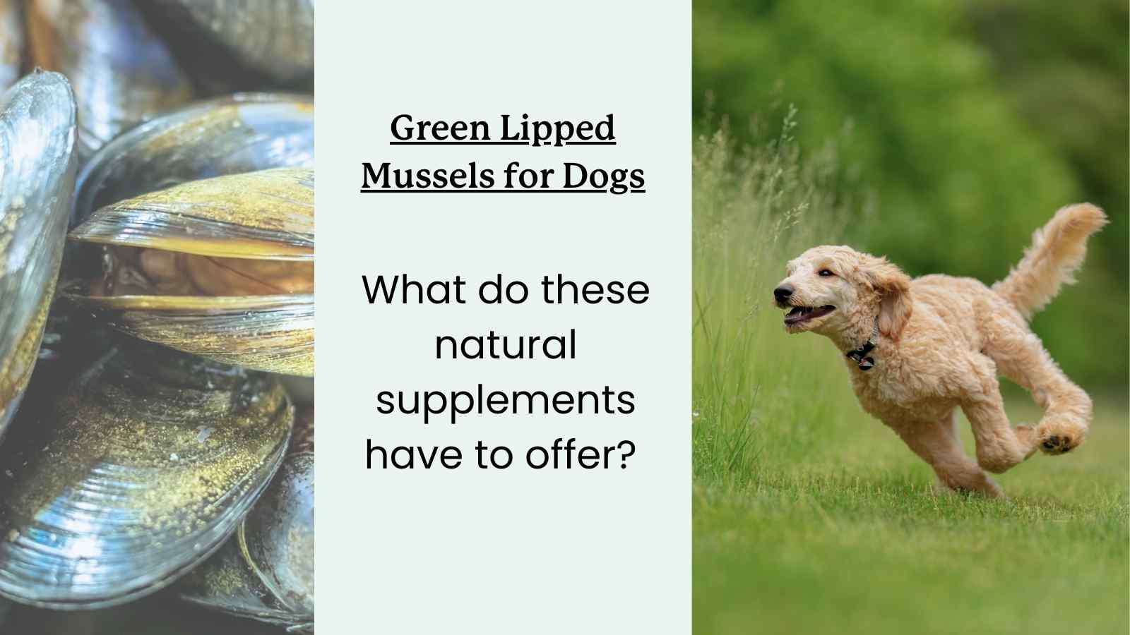 The best green lipped mussel supplements for small dogs guide