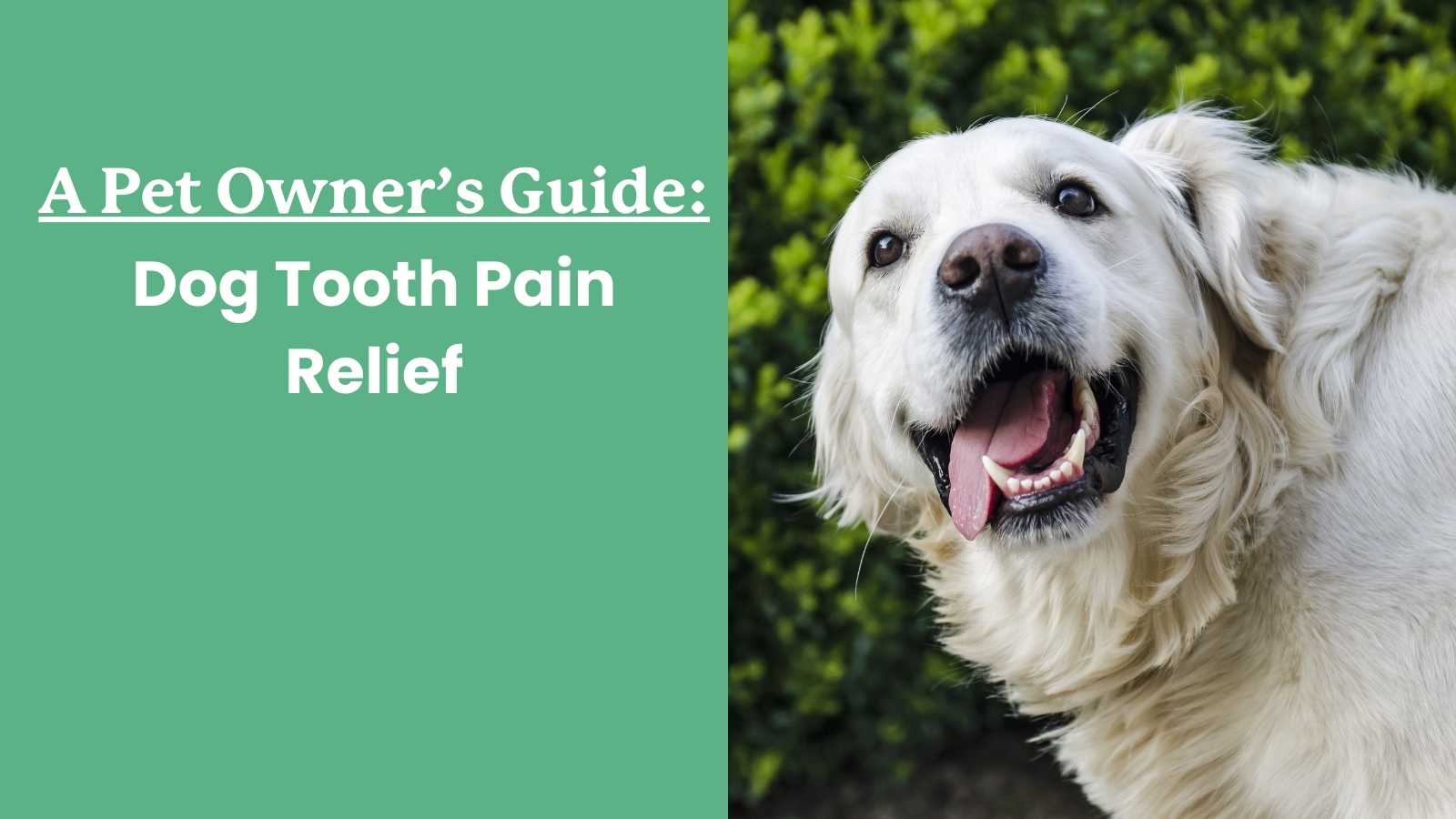 Dog Tooth Pain Relief Ideas