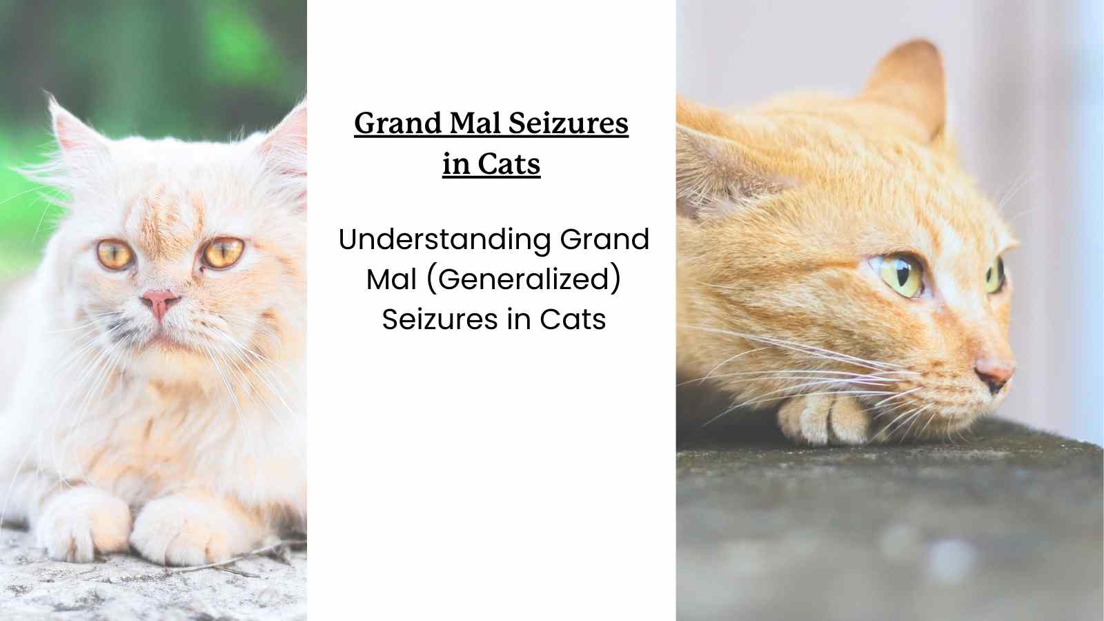 An overview of Grand Mal Seizures in Cats