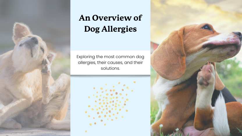 two images of dogs scratching themselves with text that says "an overview of dog allergies"