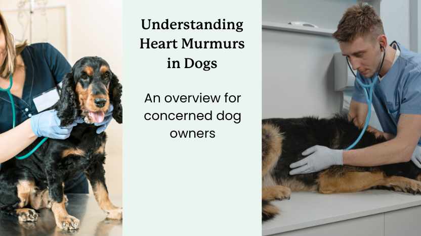 Two dogs having their hearts inspected