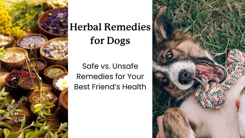 image of herbal remedies, text, and a picture of a dog on his back smiling with a toy.