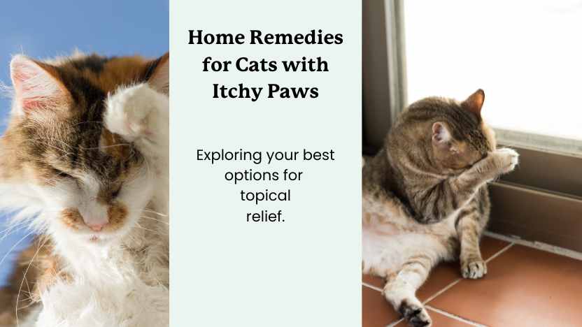 Two images of itchy cats with the title "home remedies for cats with itchy paws."