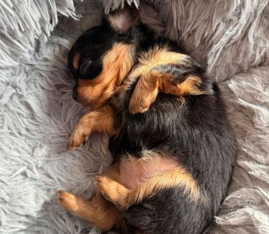 senior dachshund sleeping