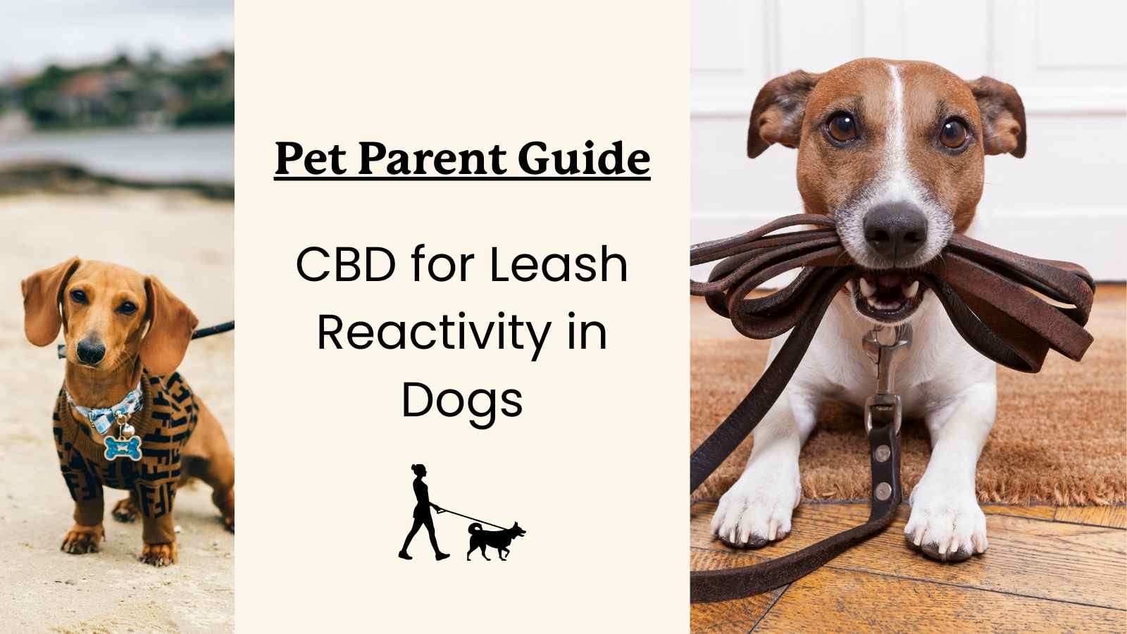 Leash reactivity CBD for dogs guide