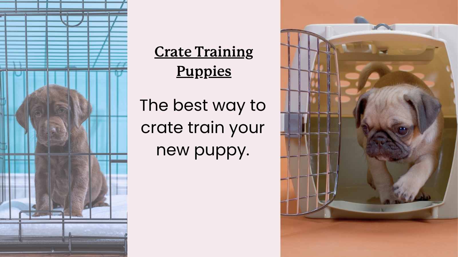 Your Guide to Crate Training Puppies