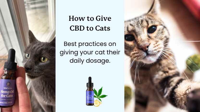 two images of cats waiting for their daily dosage of CBD oil