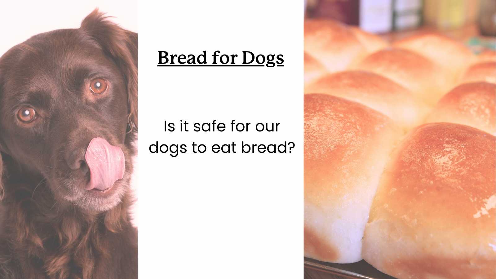 Can Dogs Have Bread? A Guide for Dog Owners