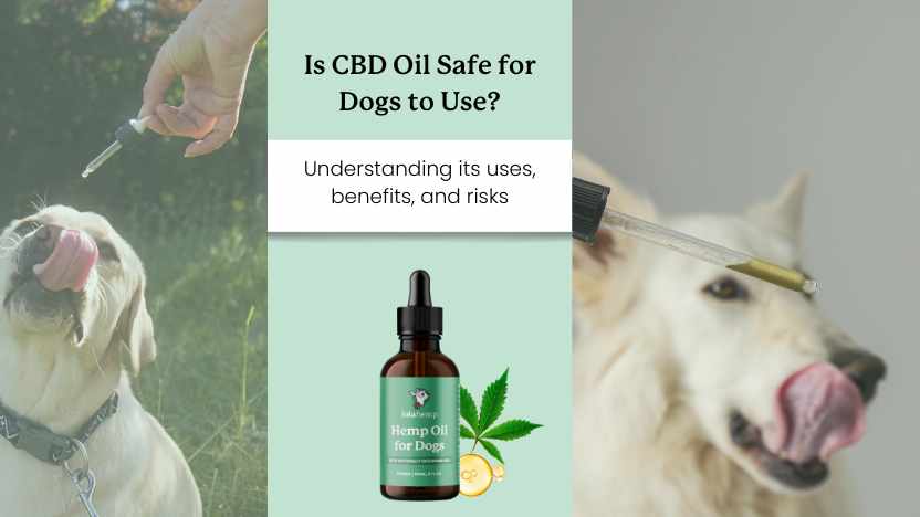 Is CBD Safe for Dogs?