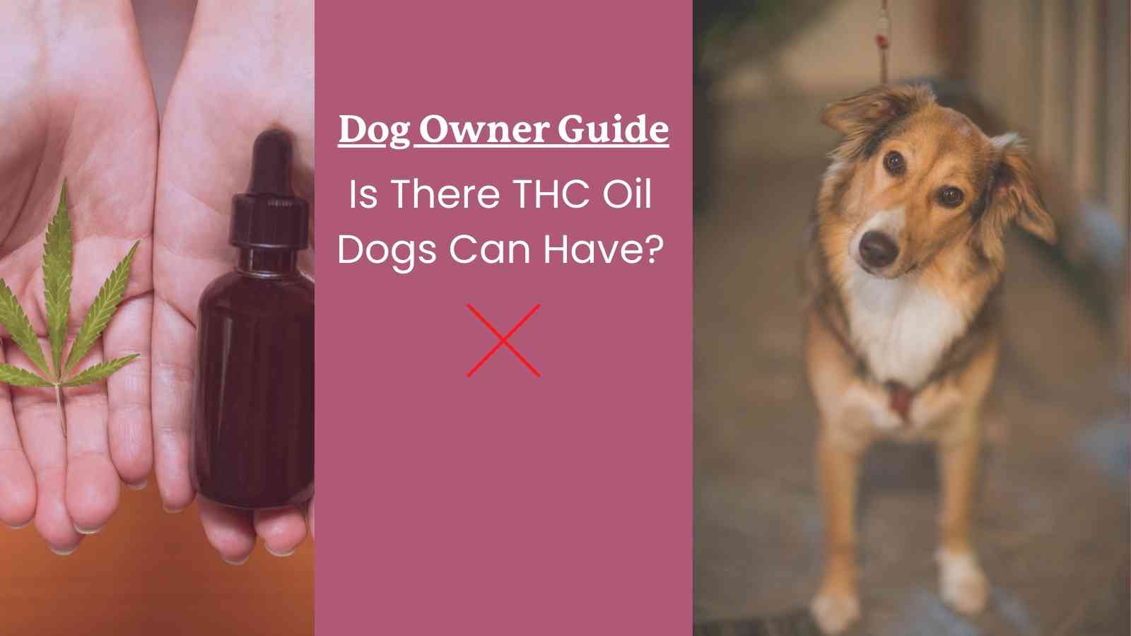 THC Oil Dog Safety Guide