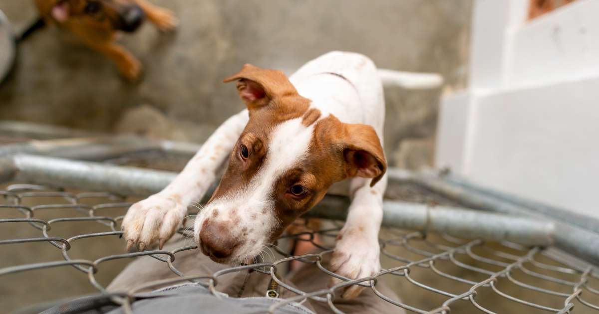 A rescue dog looking for its owner after being left home alone