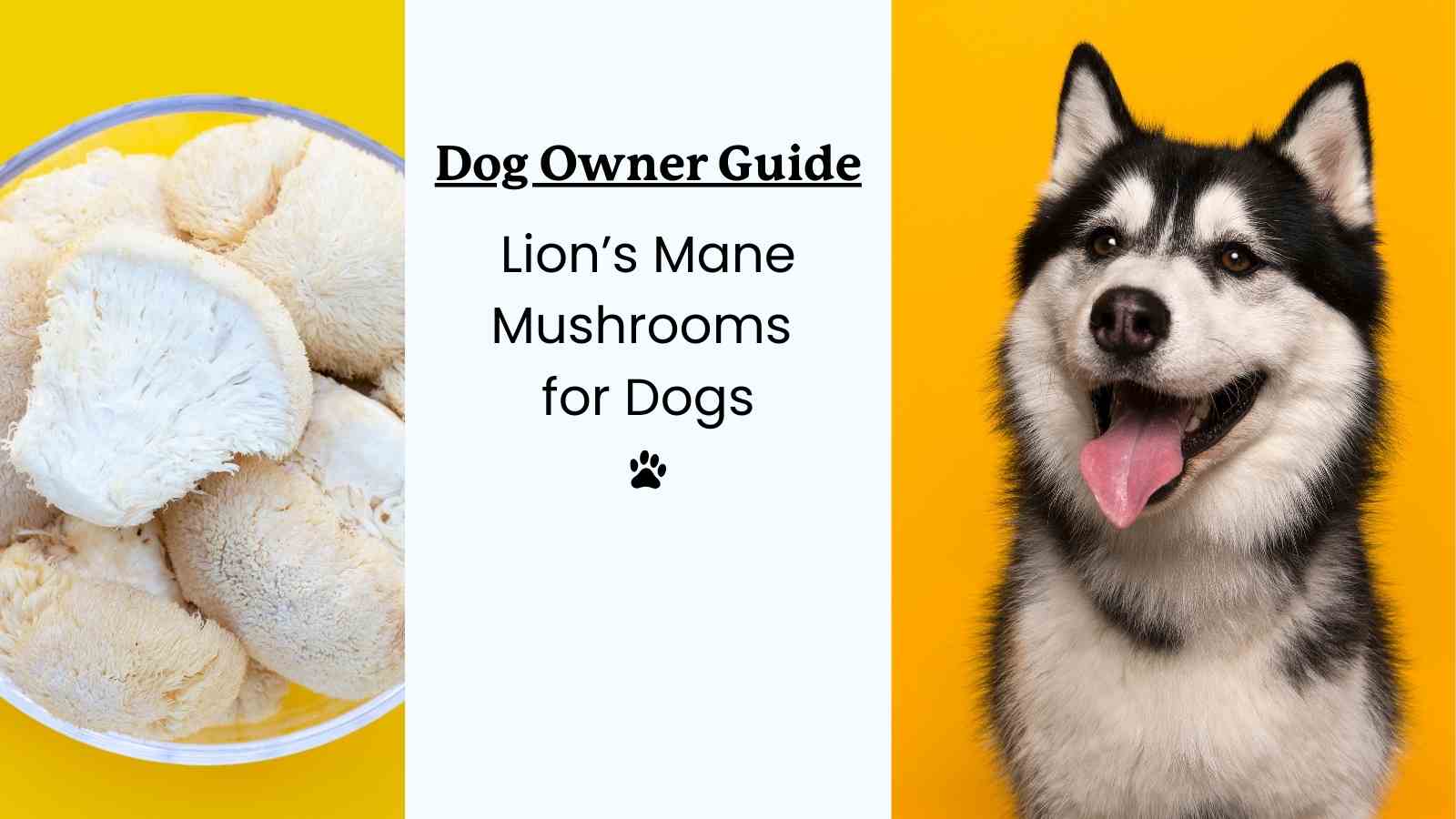 This is a guide for dog owners on the benefits of Lion's mane mushrooms for dogs.