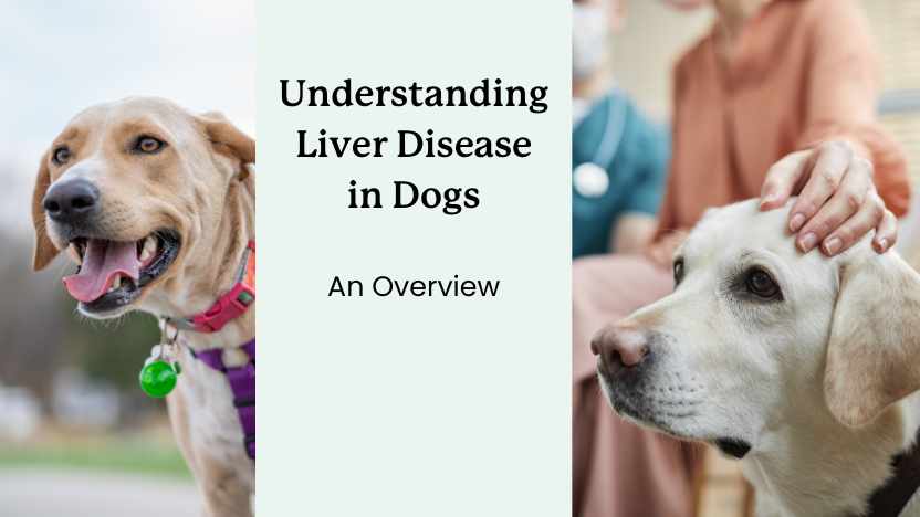 Main Image - Overview of Liver Disease in Dogs