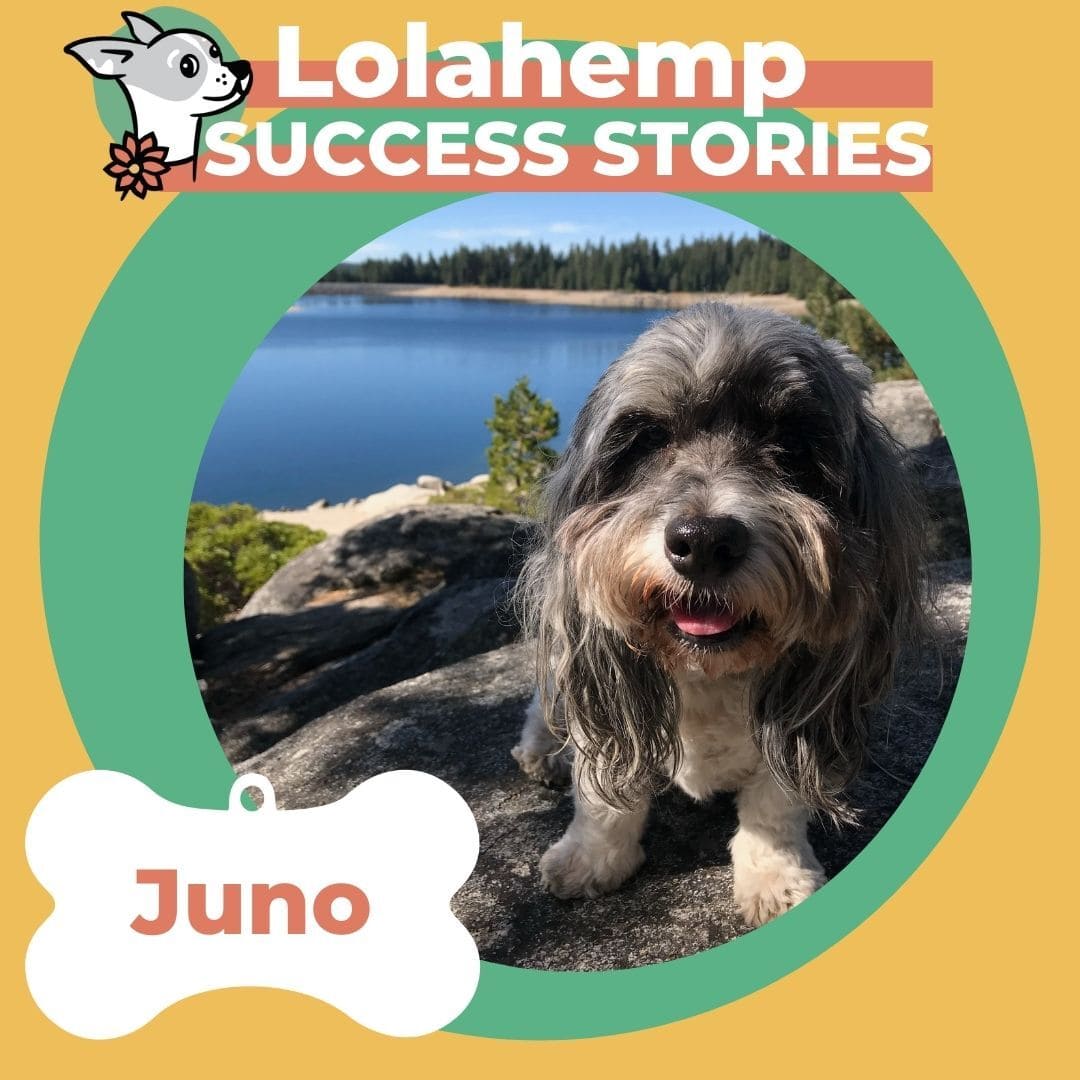 small gray dog sitting on rocks by a lake