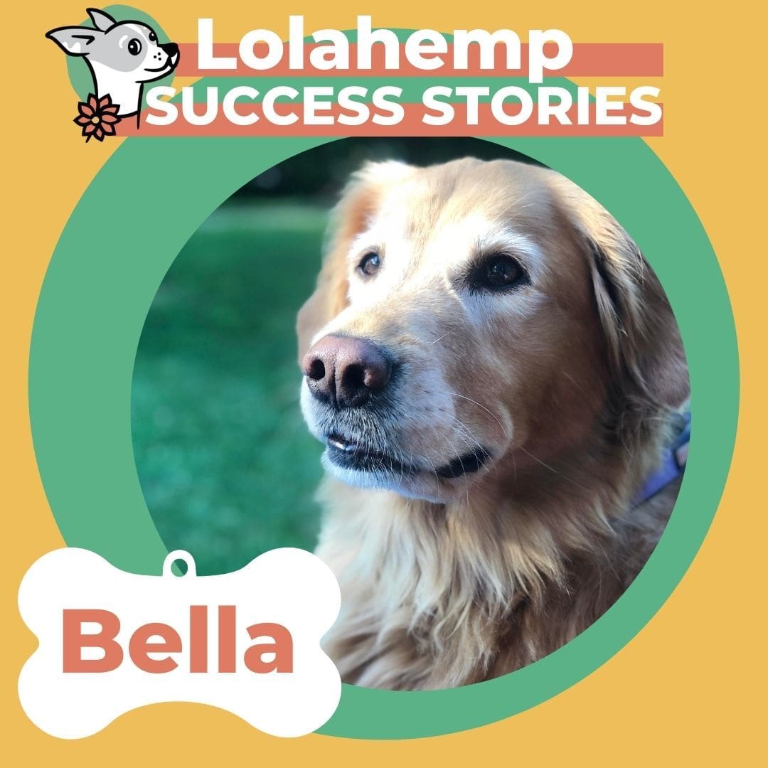 Senior Golden Retriever's CBD Success Story | In Memory of Bella