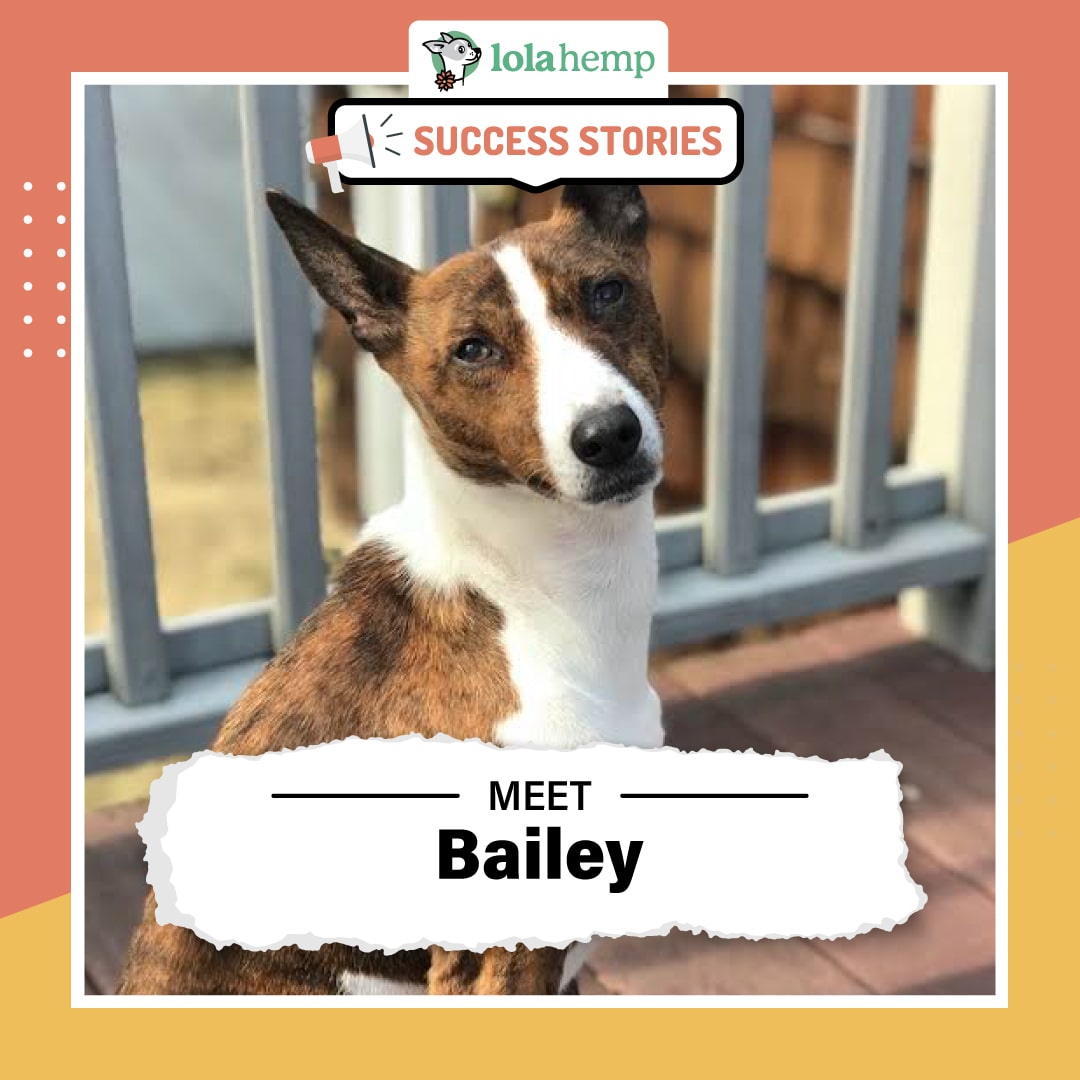 brown and white basenji dog Bailey sitting with head tilted to the left