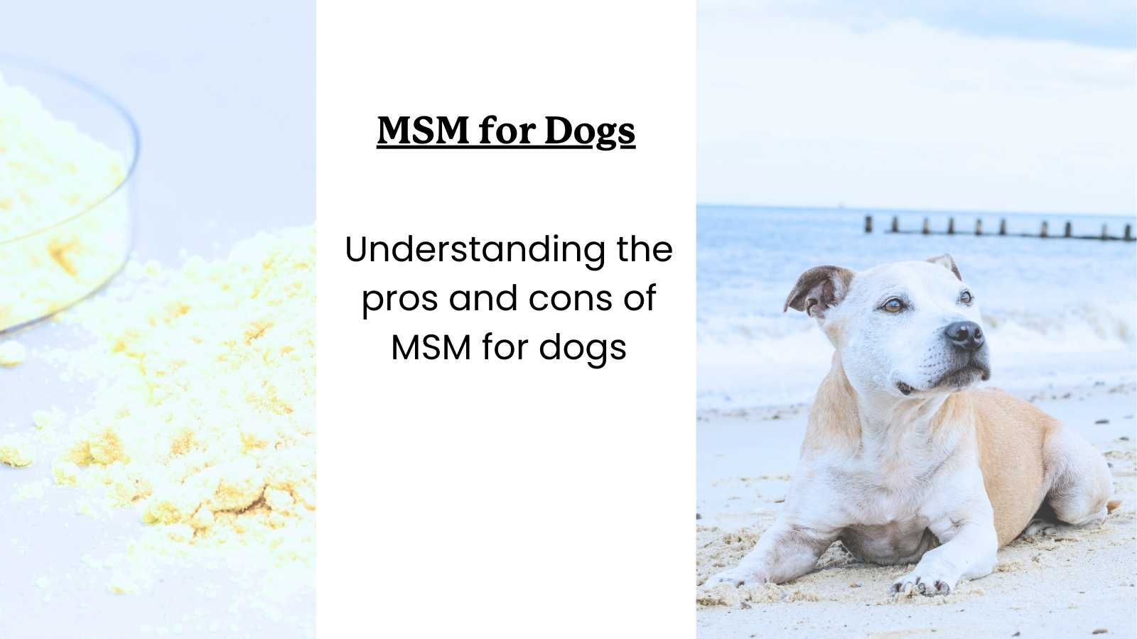 A Guide for Pet Owners Considering MSM - A senior dog on the beach and a pile of MSM with text