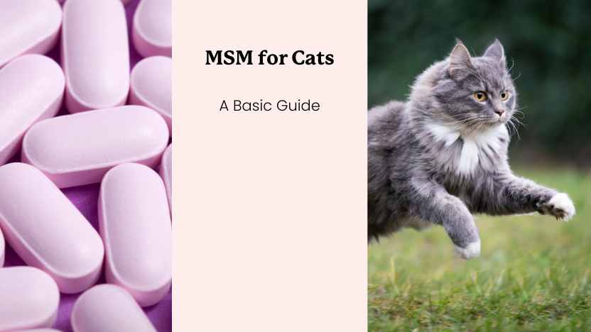 An image of msm and a cat running along with text that says "MSM for Cats"