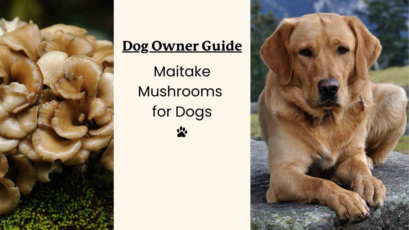 Maitake Mushrooms for Dogs: A Guide for Dog Owners.