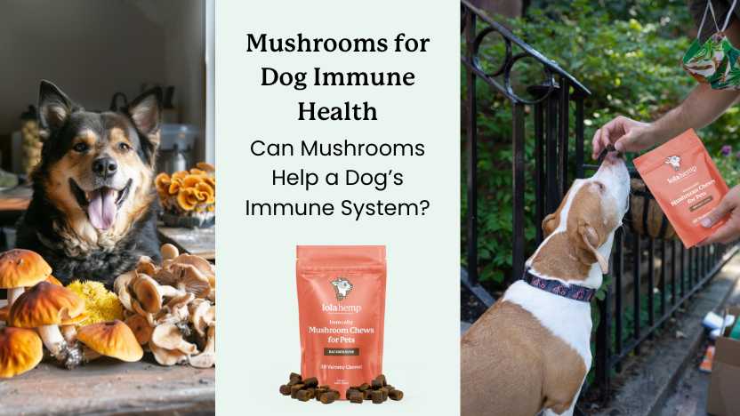 This article discusses how mushrooms can help a dog's immune system