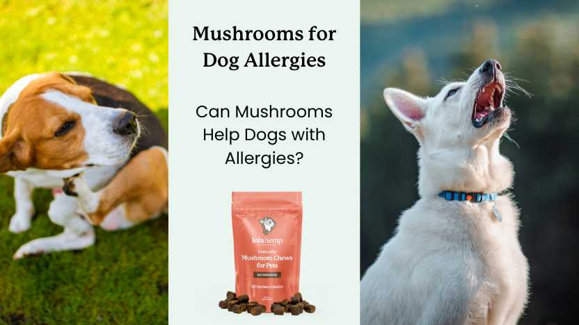 This article discusses the positive effects that mushrooms can have on a dog's allergies.