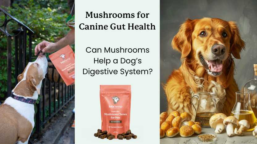 This guide discusses the benefits of mushrooms for canine gut health