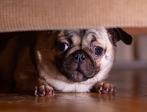 scared dog hiding under couch