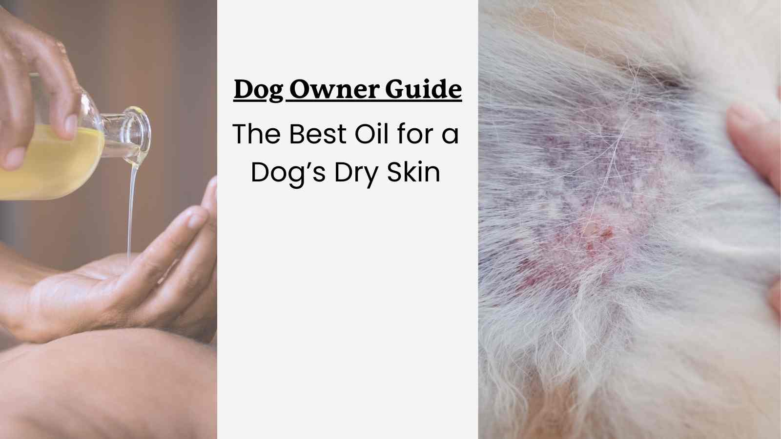 This article is a guide to oils that could support a dog with dry skin.