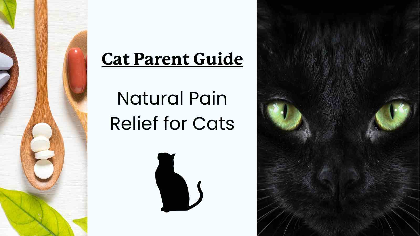 This is a guide to natural pain relief for cats