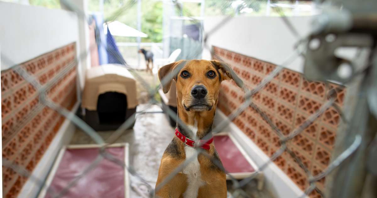 rescue dog sitting in kennel