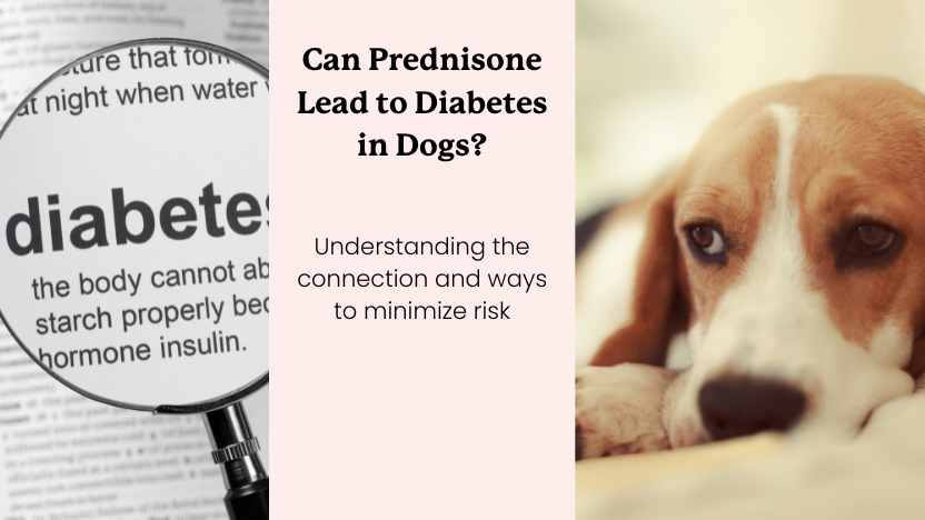 This picture shows a definition of diabetes, text, and a dog laying down looking sad.