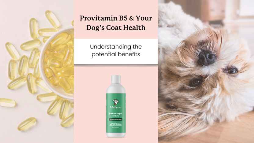 Image of vitamins, Lolahemp CBD shampoo for dogs, and a dog with a healthy coat.