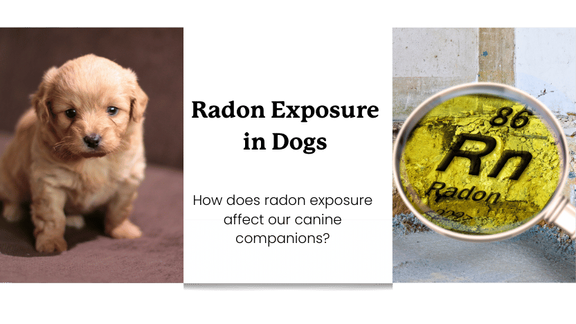 Radon exposure in dogs, with image of dog and exemplary photo of radon gas