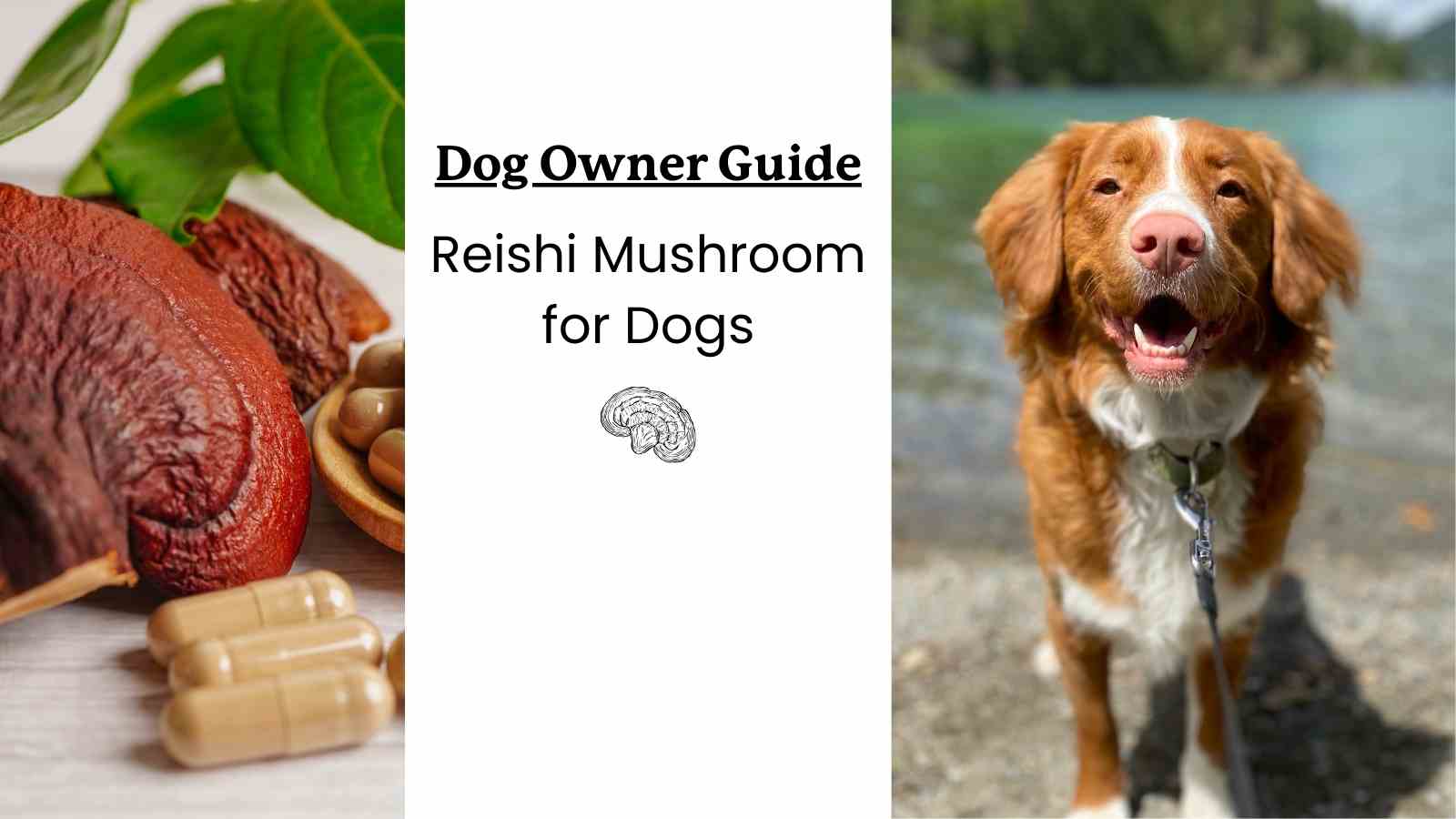 Image of a reishi mushroom and a dog outside in the sun feeling great