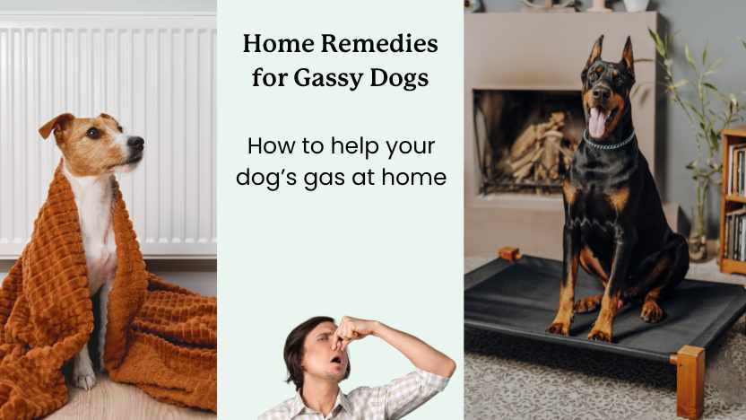 This article discusses home remedies that can help relieve gas in dogs.