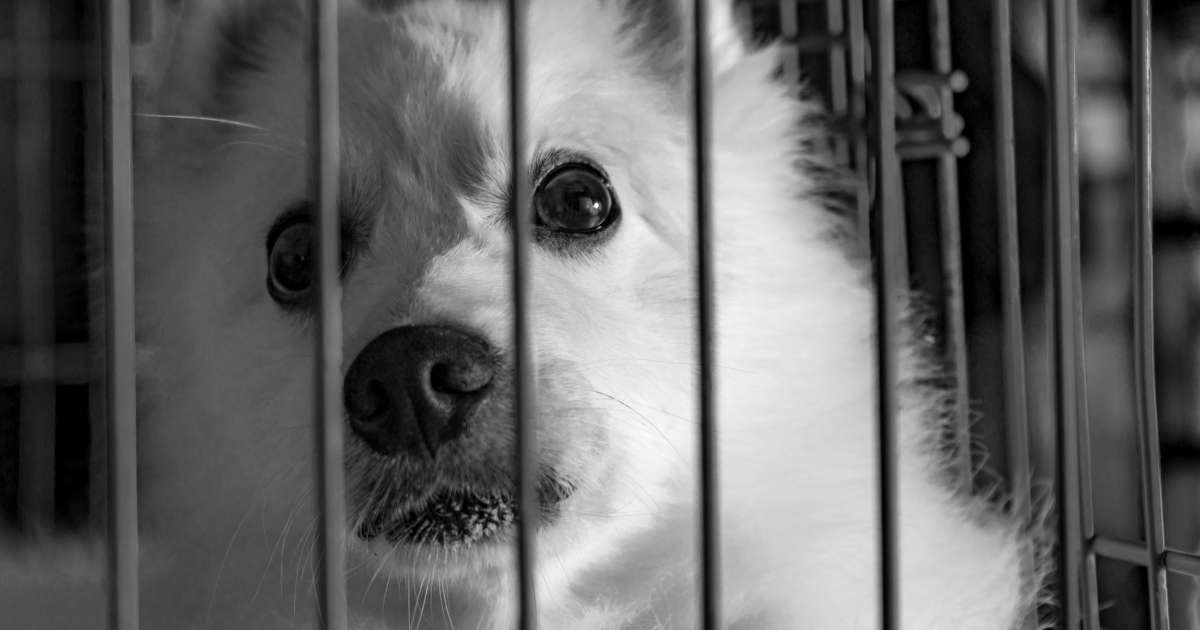 A rescue dog scared at night, unable to sleep