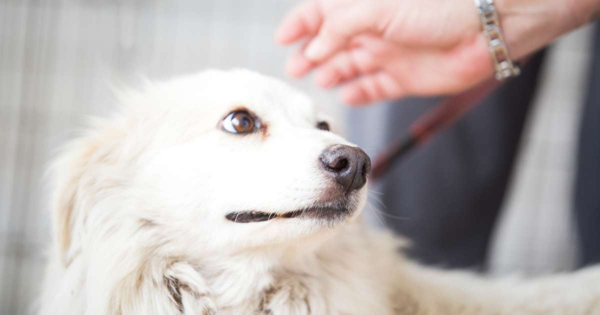 a rescue dog who is clearly nervous and scared