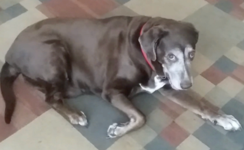 Misty sitting on the floor with joint discomfort.