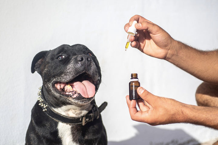Black dog about to get his CBD Oil 