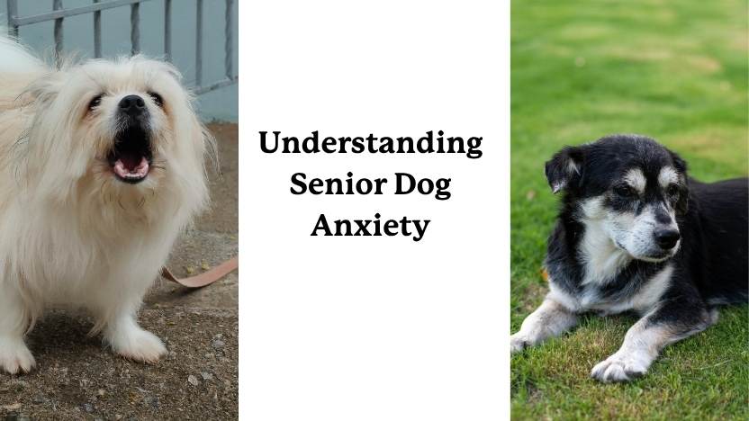 Understanding senior dog - image of two senior dogs