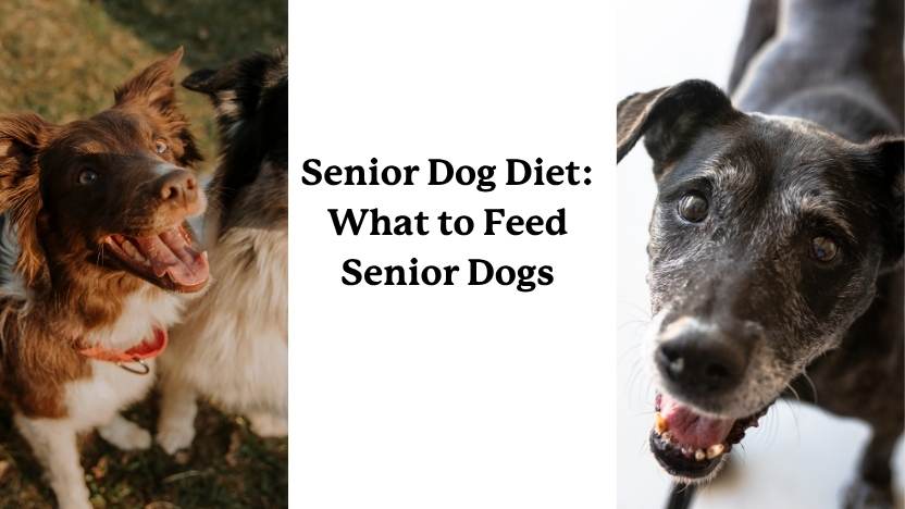 Senior Dog Diet - Image of Two Senior Dogs Waiting for Food