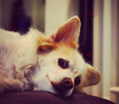 senior dog struggling to sleep