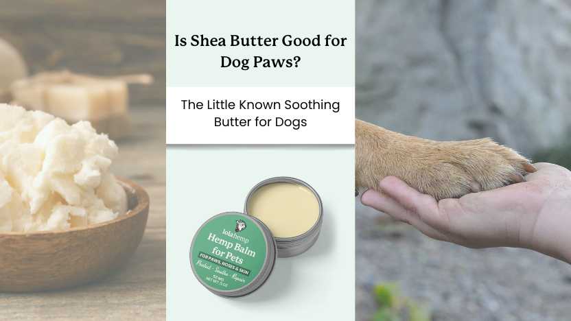Is Shea Butter Good for Dogs? Benefits for Paws, Noses, Skin – Lolahemp