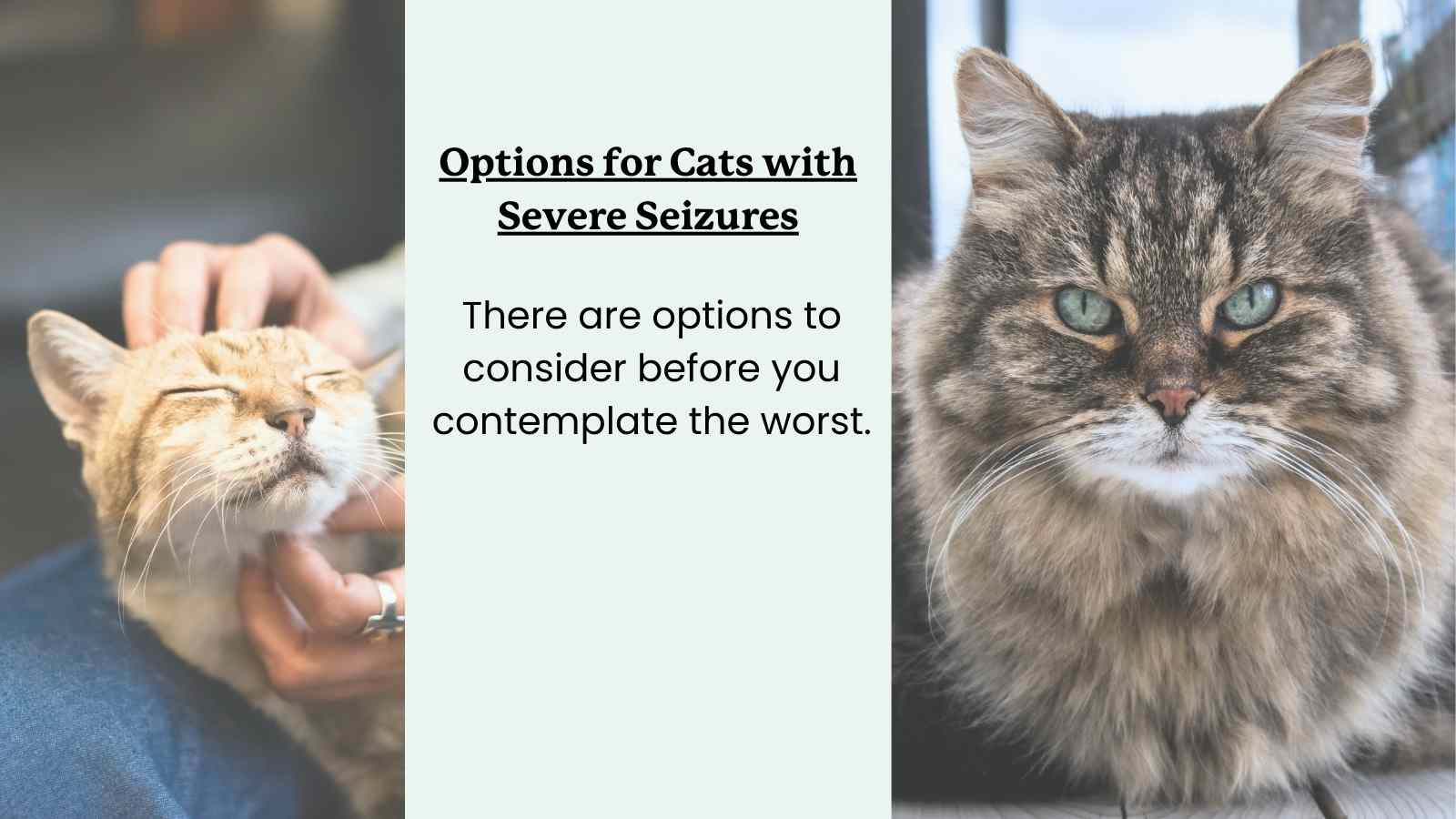 should you put down a cat with seizures? things to consider first. Image of two cats.