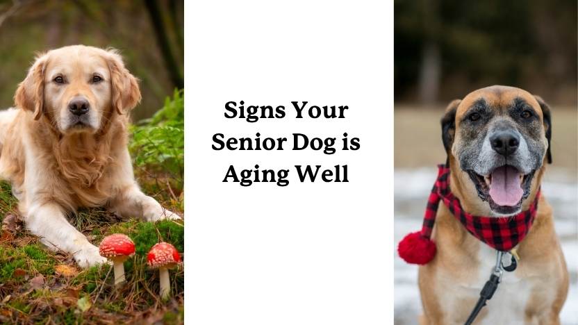 Two healthy senior dogs and article title "Signs your senior dog is aging well"