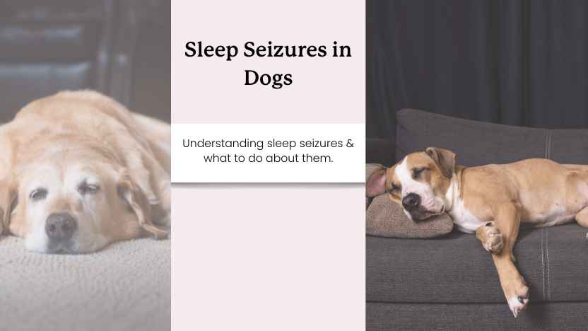 two images of dogs having sleep seizures with text that says "sleep seizures in dogs, understanding this issue and what to do about it"